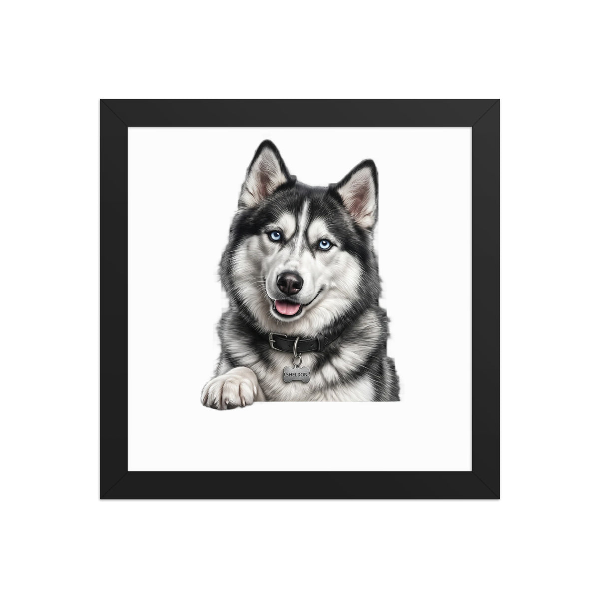 Sheldon the husky wearing a crown, Drama King framed poster in black frame, 10x10, front view