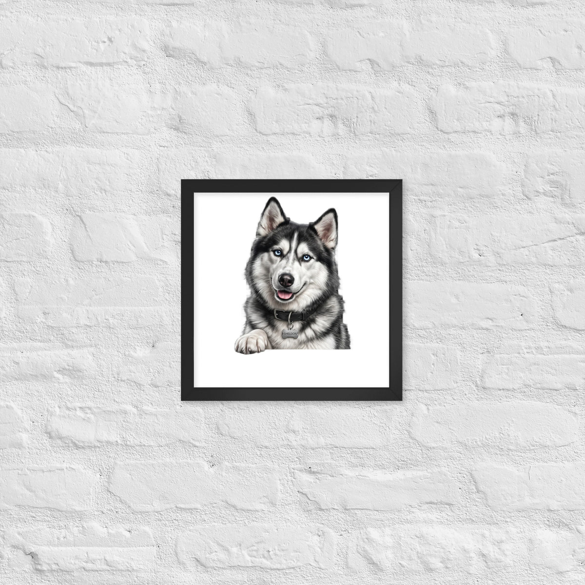 Sheldon the husky wearing a crown, Drama King framed poster in black frame, 12x12, front view