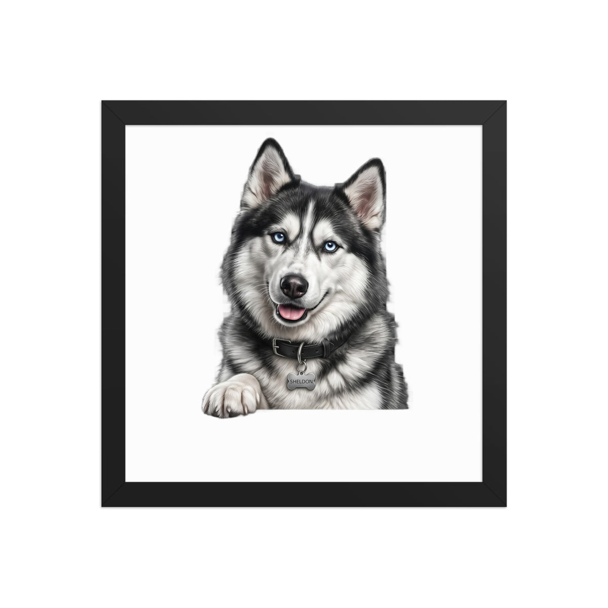 Sheldon the husky wearing a crown, Drama King framed poster in black frame, 12x12, front view