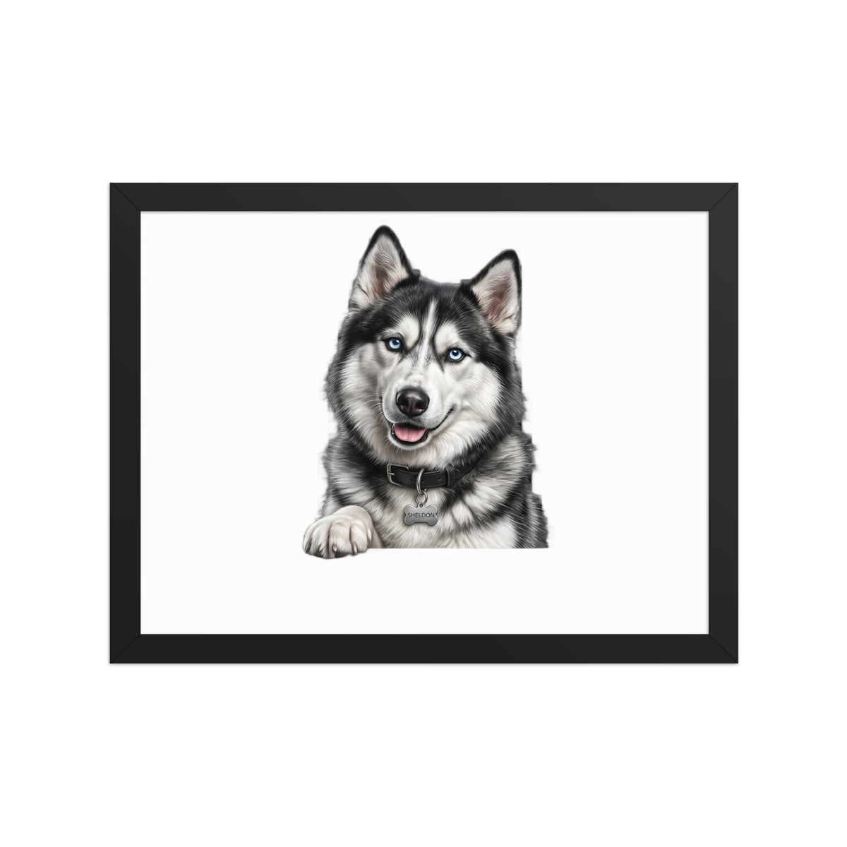 Sheldon the husky wearing a crown, Drama King framed poster in black frame, 12x16, front view