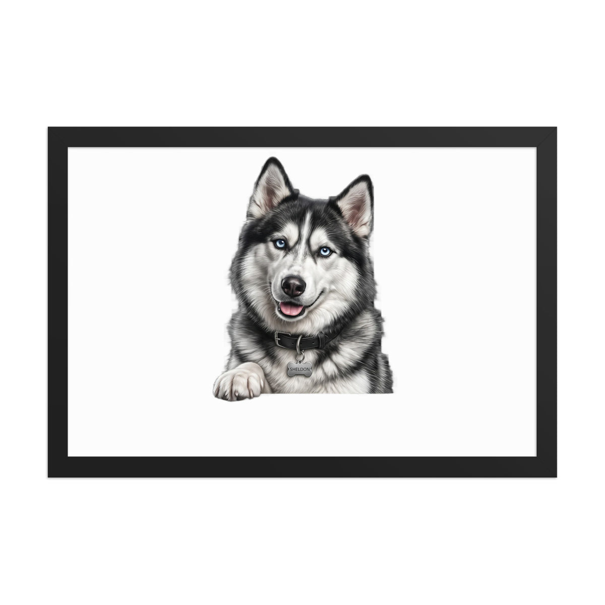 Sheldon the husky wearing a crown, Drama King framed poster in black frame, 12x18, front view