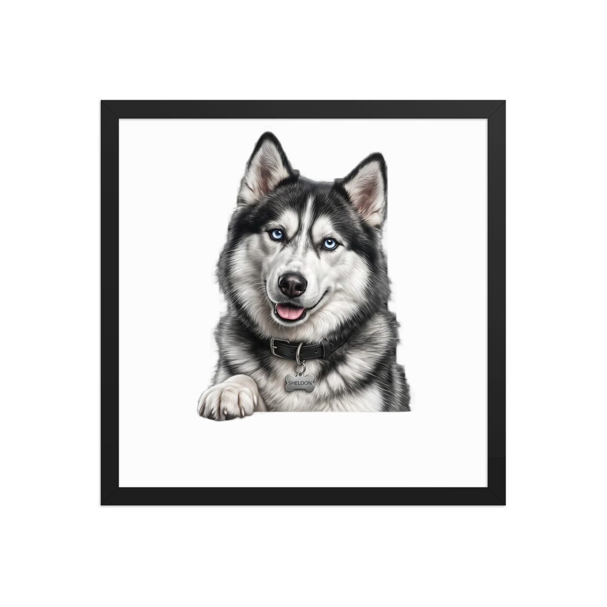 Sheldon the husky wearing a crown, Drama King framed poster in black frame, 16x16, front view