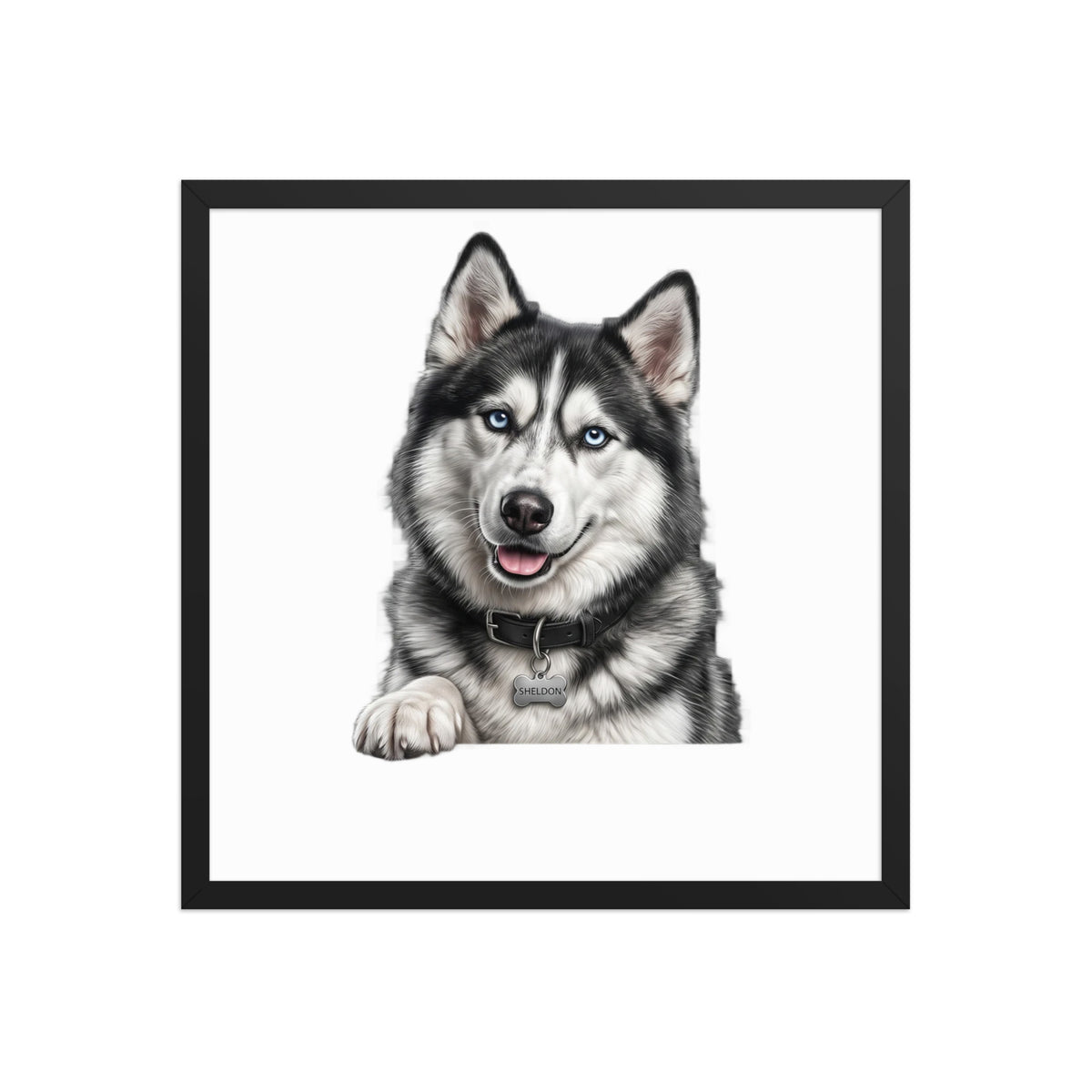 Sheldon the husky wearing a crown, Drama King framed poster in black frame, 18x18, front view