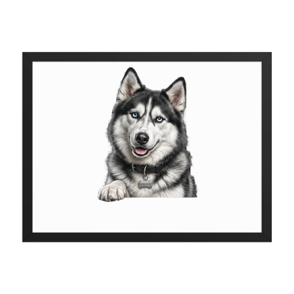 Sheldon the husky wearing a crown, Drama King framed poster in black frame, 18x24, front view