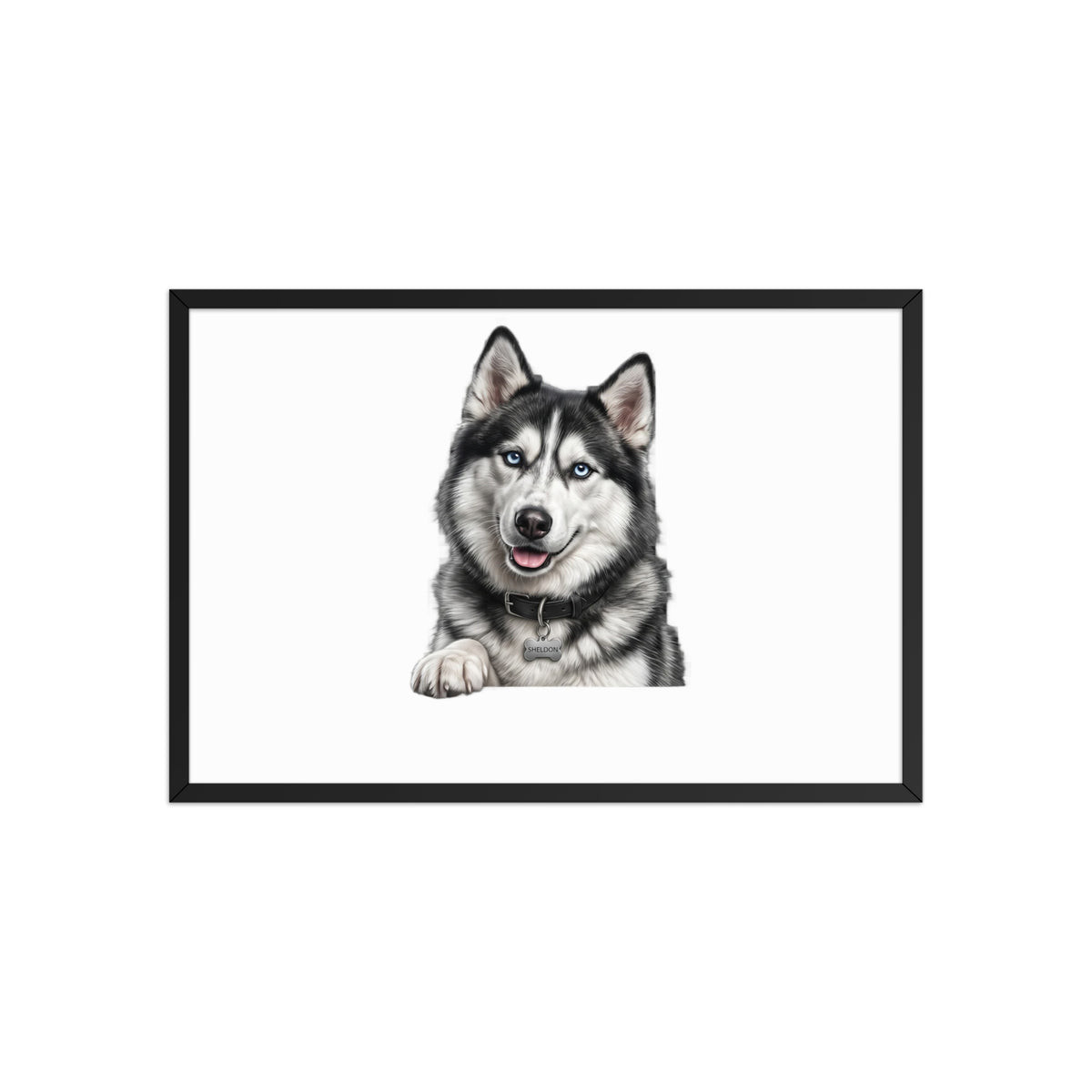 Sheldon the husky wearing a crown, Drama King framed poster in black frame, 20x30, front view