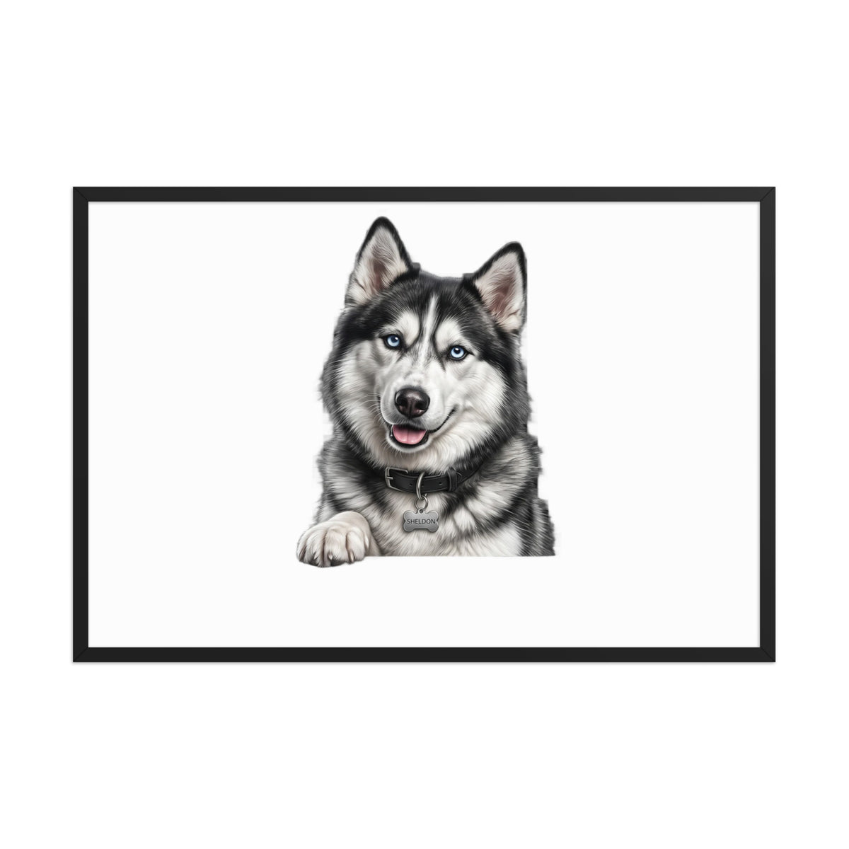 Sheldon the husky wearing a crown, Drama King framed poster in black frame, 24x36, front view