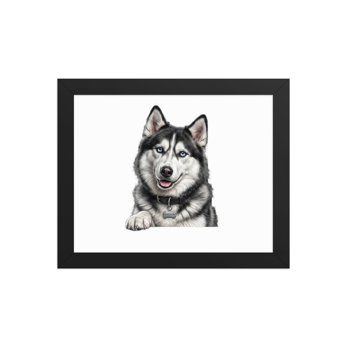 Sheldon the husky wearing a crown, Drama King framed poster in black frame, 8x10, front view