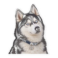 Sheldon the husky portrait with striking blue eyes, black mask, and signature head tilt, wearing a 'Sheldon the Drama King' collar tag — kiss-cut vinyl sticker mockup