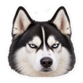Stern-faced Sheldon the husky with piercing blue eyes — kiss-cut vinyl sticker mockup