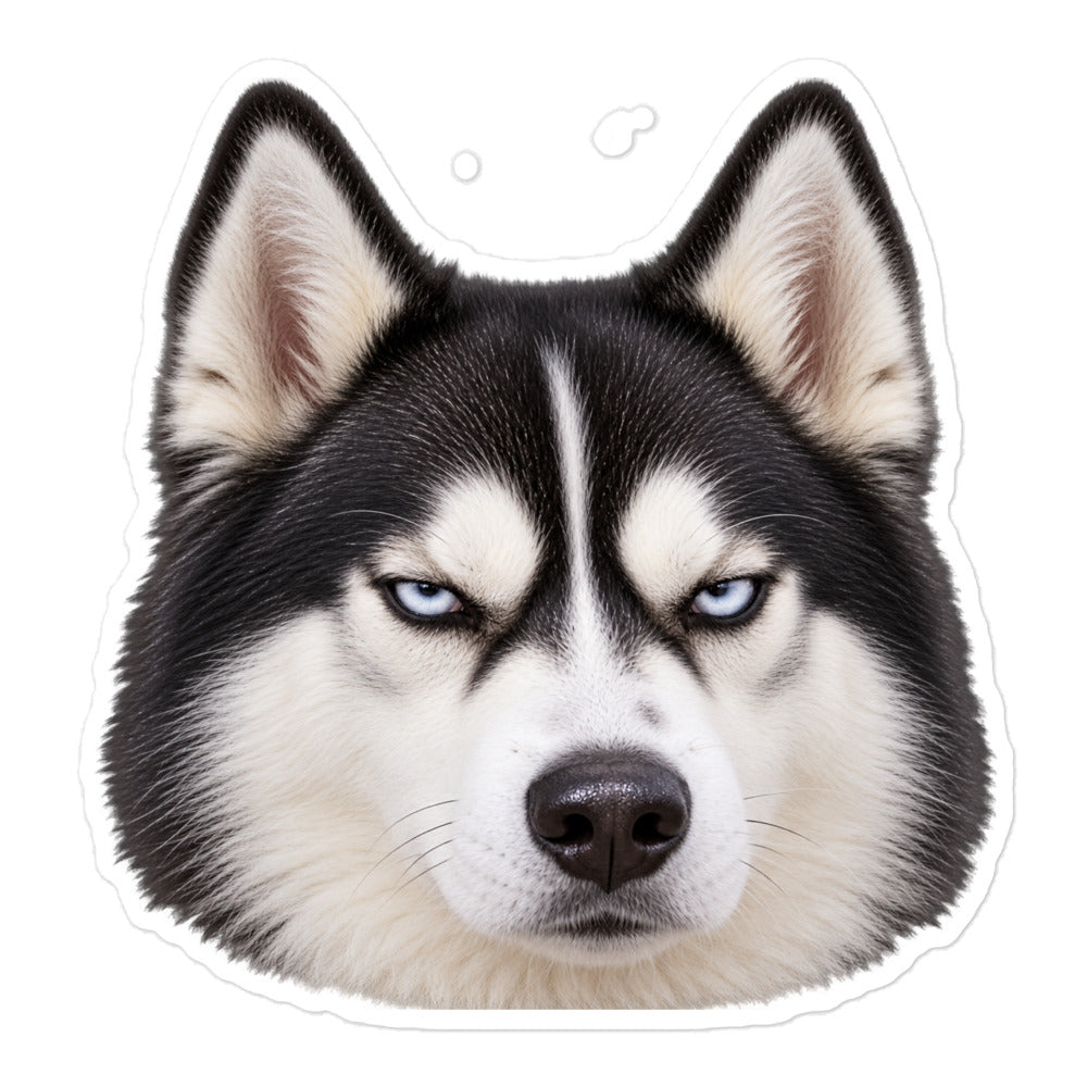 Stern-faced Sheldon the husky with piercing blue eyes — kiss-cut vinyl sticker mockup